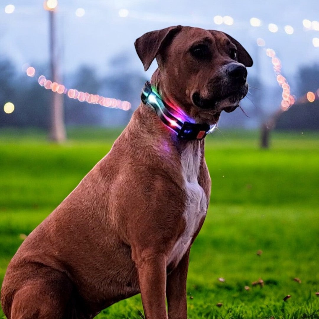 LED Light Up Collar