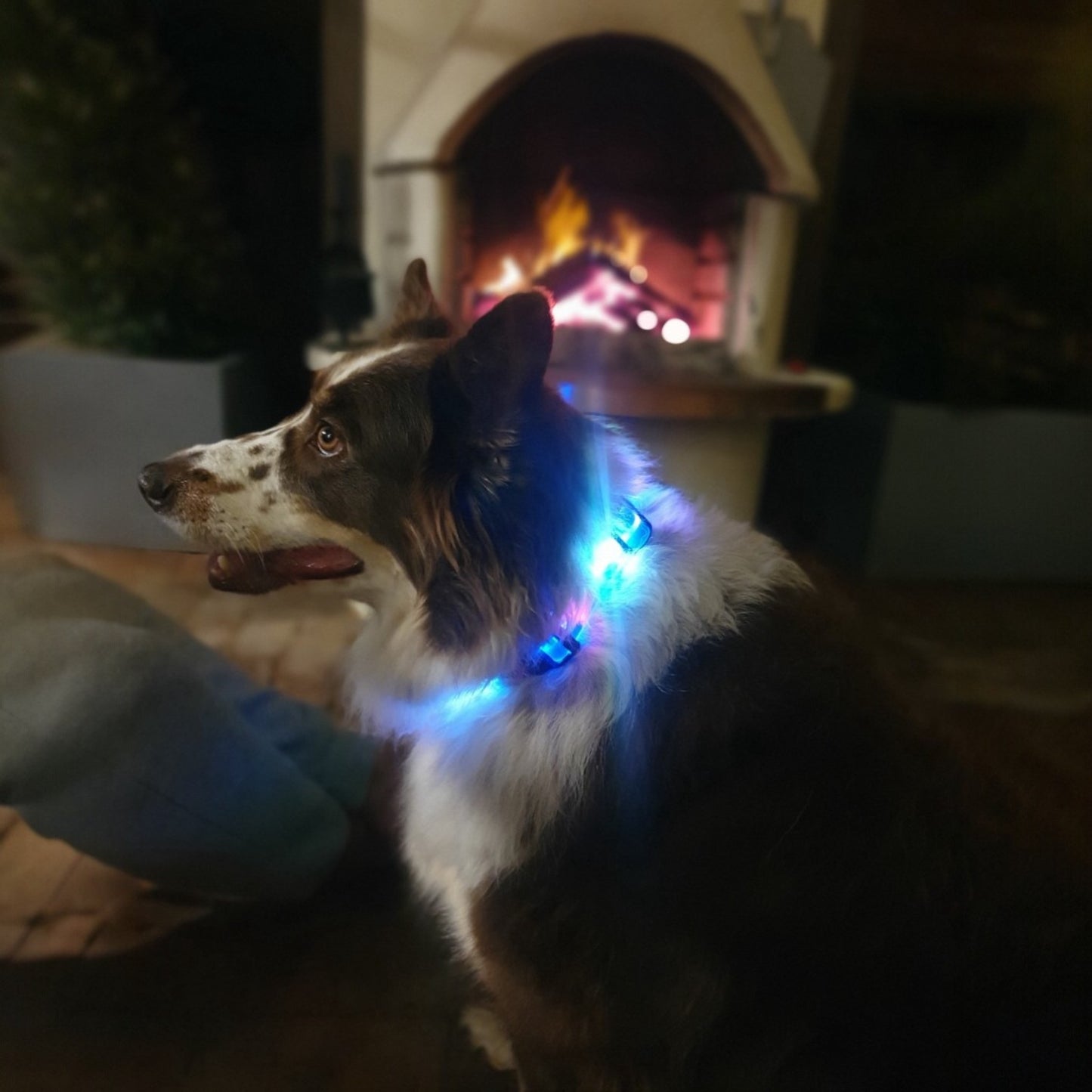 LED Light Up Collar