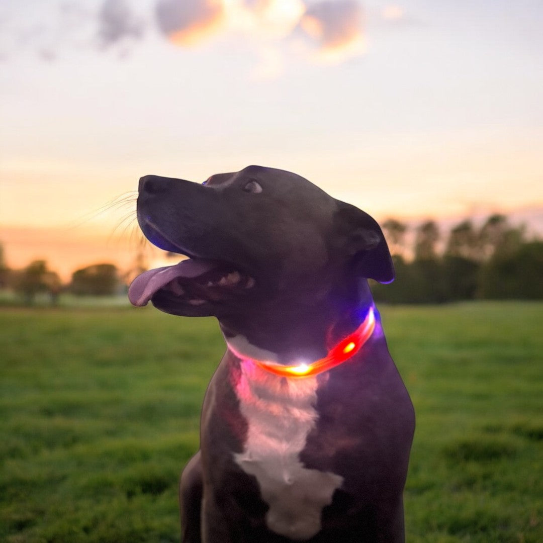 LED Light Up Collar