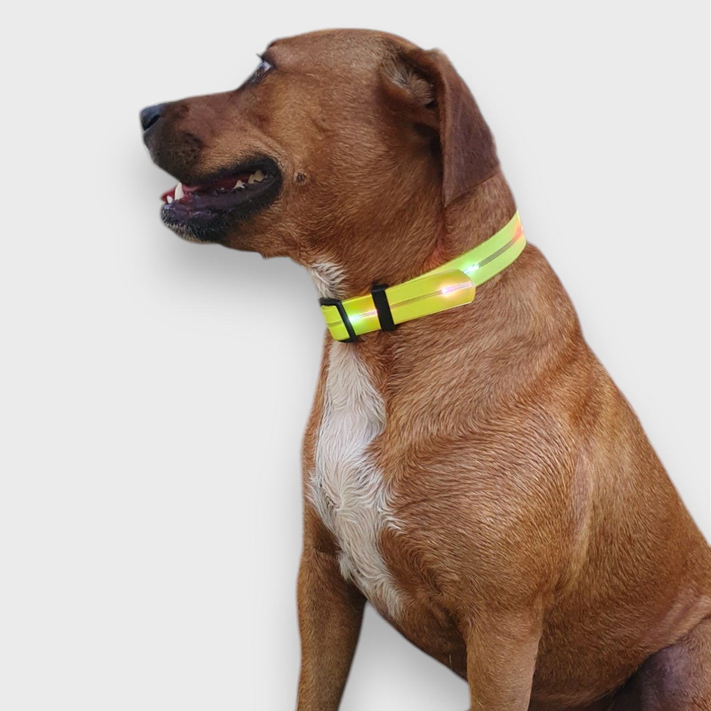 LED Light Up Collar