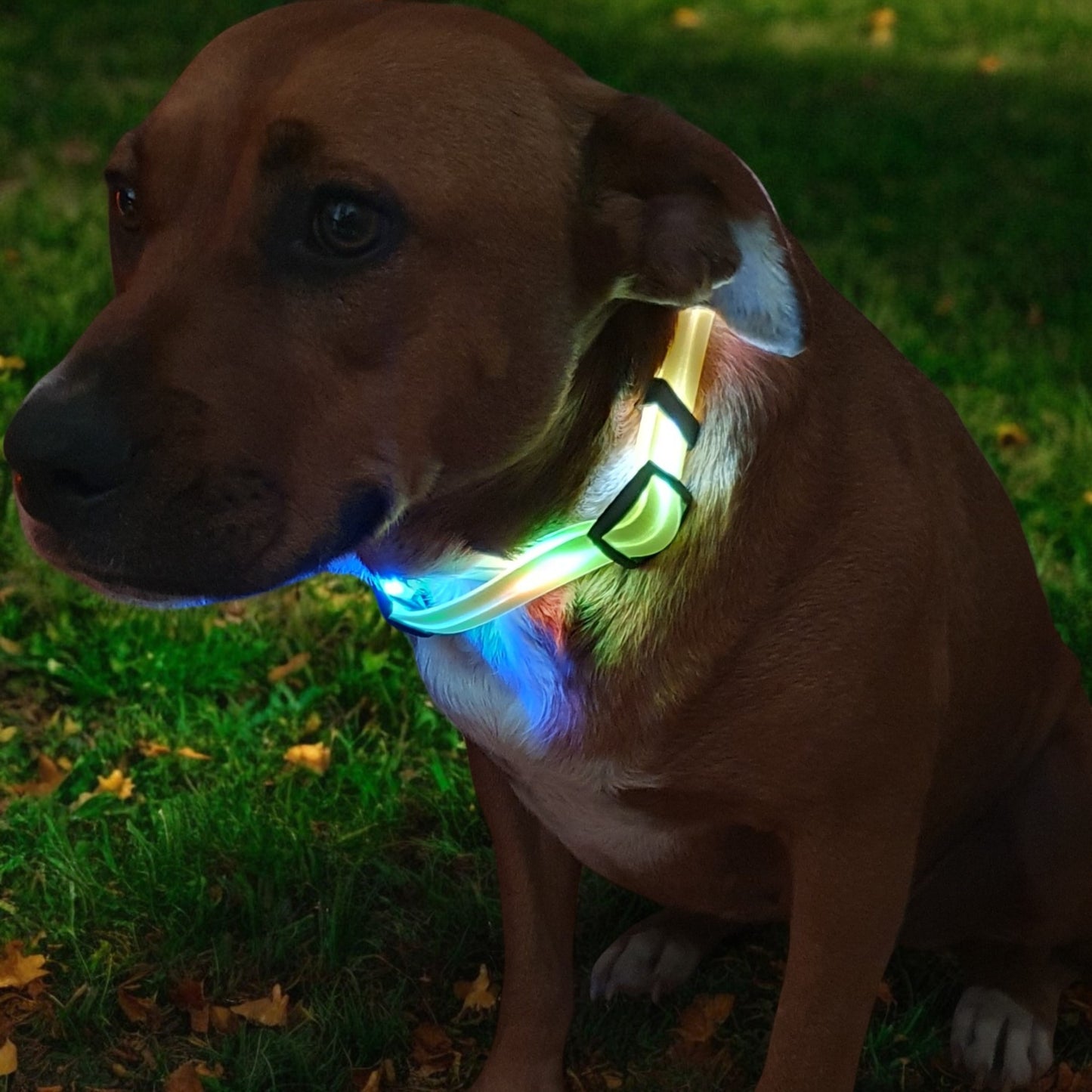 LED Light Up Collar